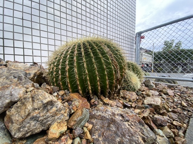 金鯱サボテン 常滑市 外構