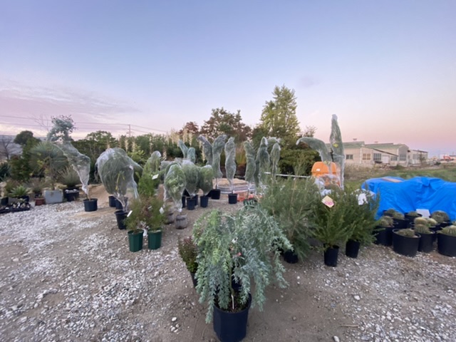 オージープランツ カリフォルニアガーデン