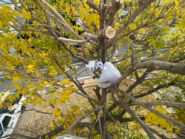 木登り 常滑市外構、庭づくり 半田市外構、庭づくり