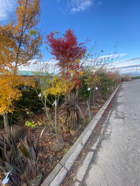 稲沢植木市 常滑市外構、庭づくり 半田市外構、庭づくり ドライガーデン