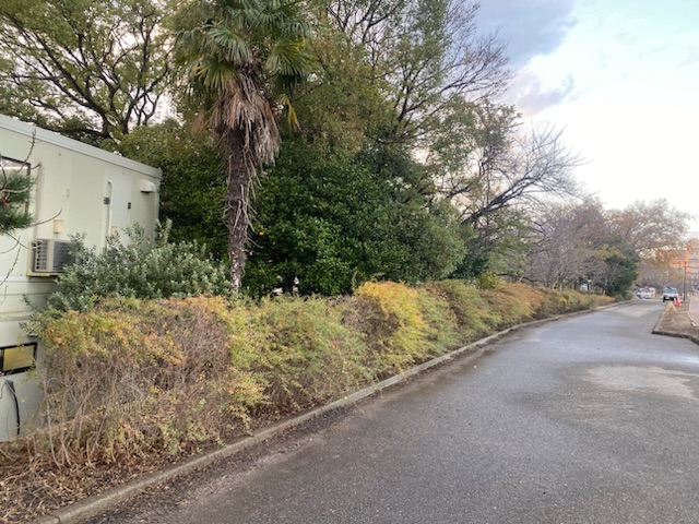 街路樹管理 半田市外構、庭づくり 常滑市外構、庭づくり