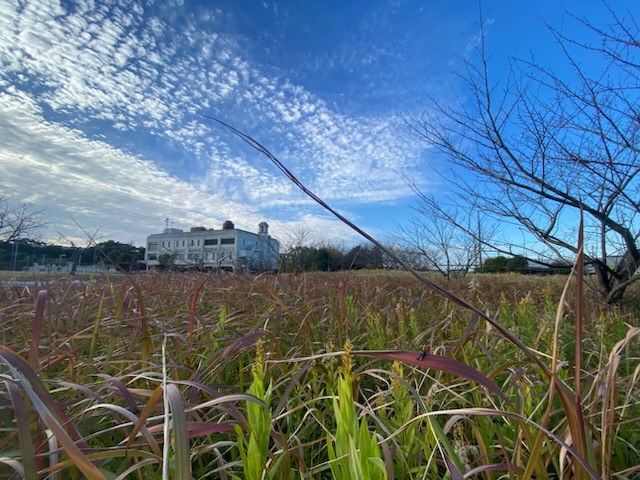 草刈り 常滑市外構、庭づくり 半田市外構、庭づくり オージープランツ ドライガーデン
