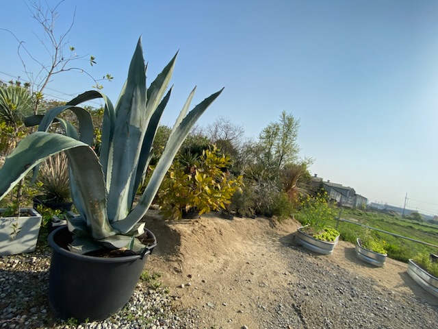 カリフォルニアガーデン