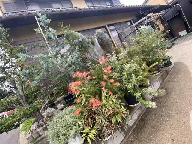 オージープランツ