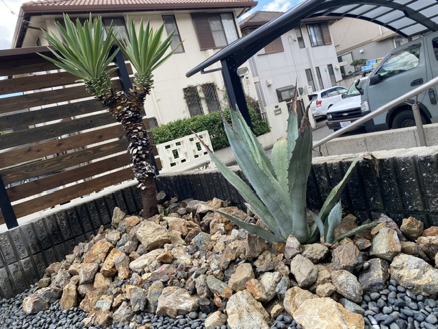 ドライガーデン カリフォルニアスタイル