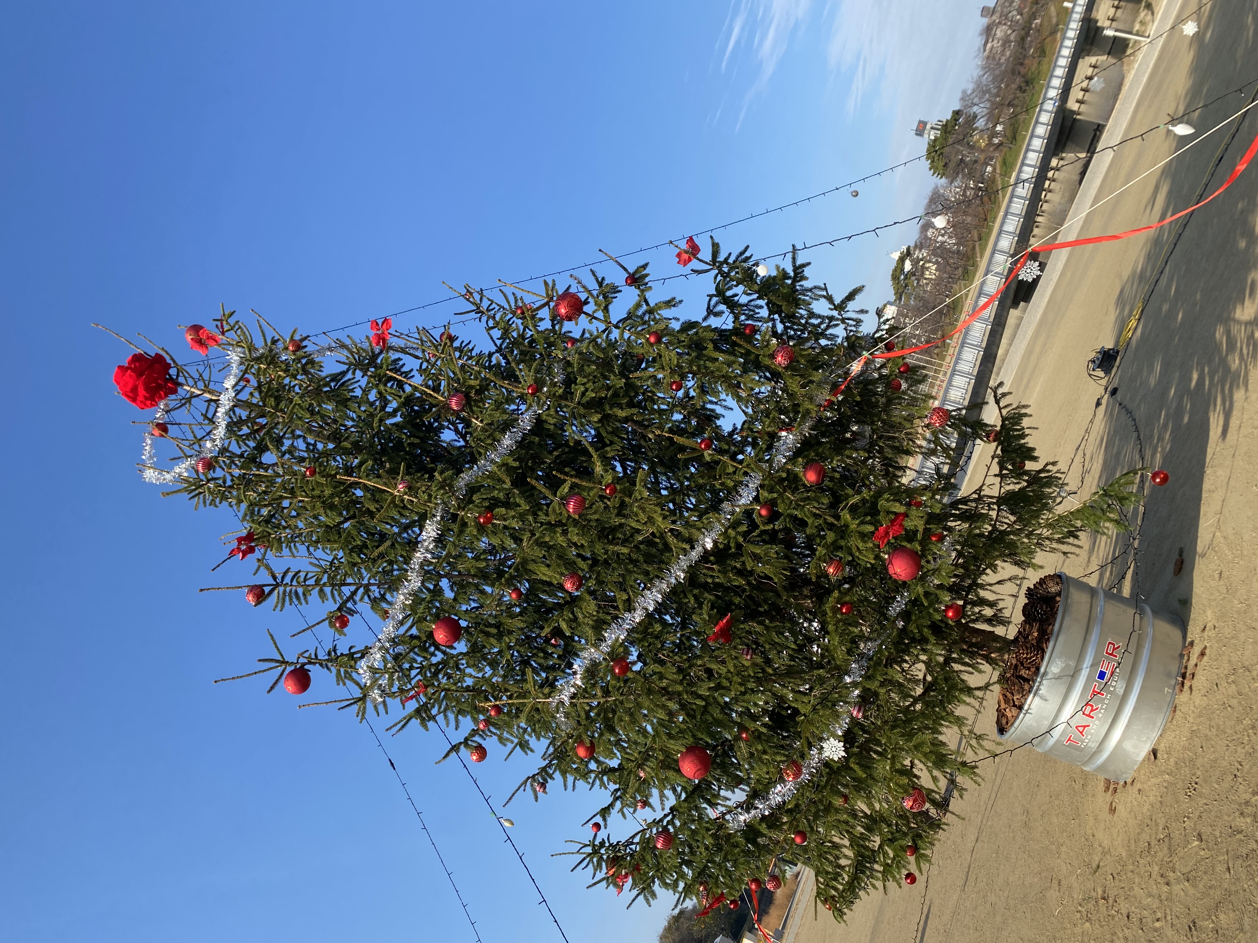 リアルクリスマスツリー