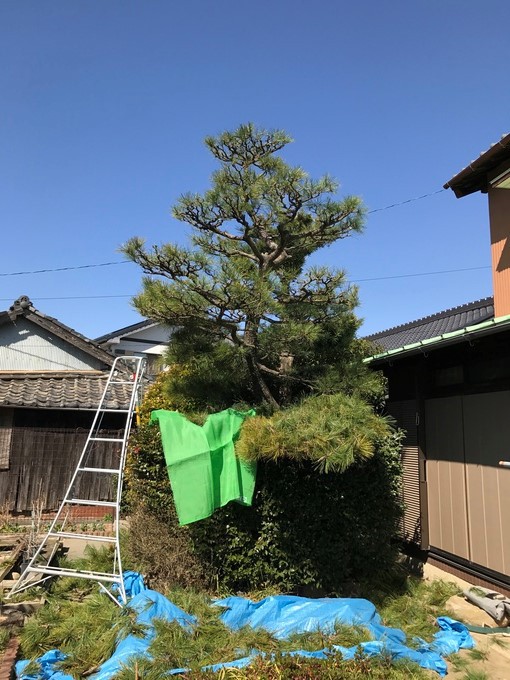 半田市成岩H様邸剪定
