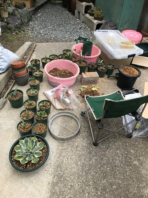 アガベ チタノタ