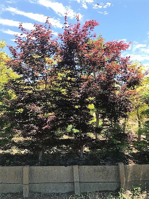 自分の目で見る