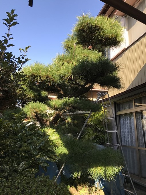 手のかかる樹木