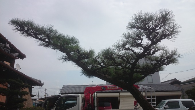 半田市N様邸剪定工事