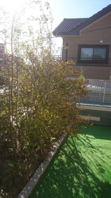 サワフタギ 雑木